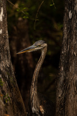 Great Blue Heron hunting in the Cypress Swamp