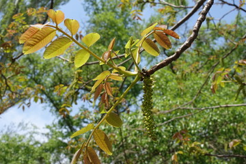 Catkins and fresh leaves on branch of walnut tree in April
