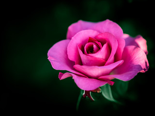 Fototapeta premium バラ rose 7