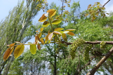 Fresh leaves and catkins of walnut tree in April