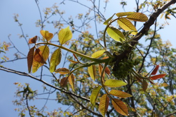 Fototapeta premium New leaves on branch of walnut tree against blue sky in April