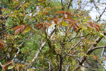 Reddish leaves and green catkins on branch of walnut tree in April