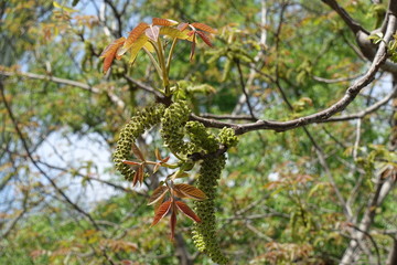 Thin branch of walnut tree with young leaves and catkins in April