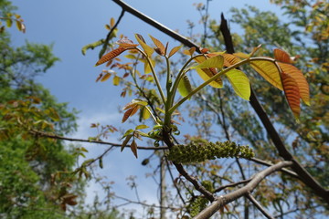 Young leaves and catkins of walnut tree against the sky in April