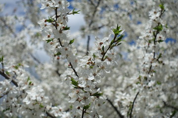 A great deal of white flowers of plum tree in April