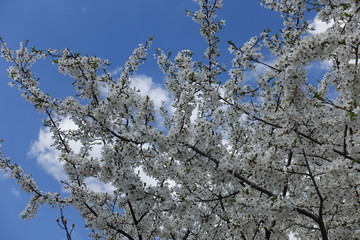 A lot of white flowers on branches of plum tree against blue sky