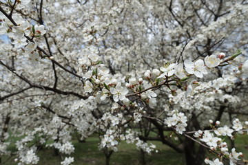 Bare branches of plum tree with lots of white flowers in April