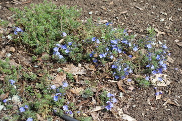 Veronica armena in full bloom in mid April