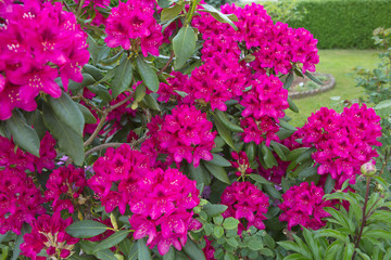 Red Azaleas flowers in the garden.Spring background.