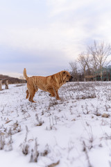 Shar Pei dog in the winter forest in nature. walking on a Sunny day