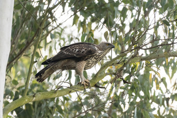 Mountain Hawk Eagle or Hodgson's hawk-eagle, is a large bird of prey native to Asia. The latter name is in reference to the naturalist, Brian Houghton Hodgson. 
