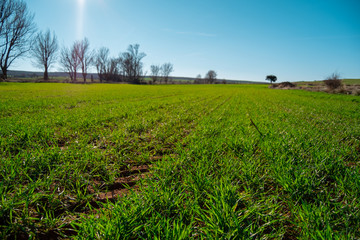 walking in the fresh grass fields of teruel