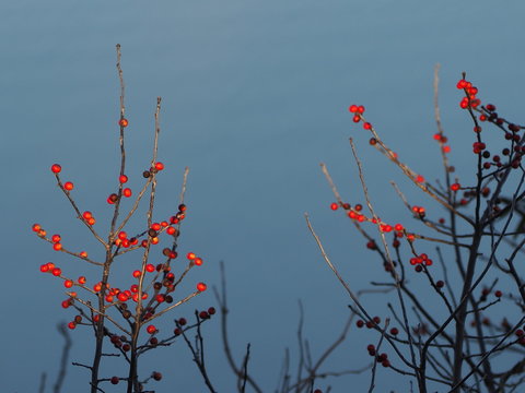 Sunlit Red Winter Berries