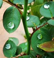 Fresh rose leaves after rain with big and small clear water drops closeup. Beauty of nature in summertime. Rain drops closeup on rose bush branch rose leaf with water drops