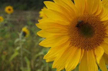 Sunflower natural background, Sunflower blooming, Sunflower oil improves skin health and promote...