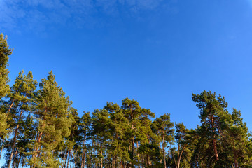 Fototapeta na wymiar panorama of a pine forest against a blue sky. photo for banner, place for text