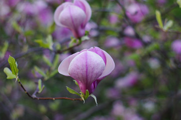 Beautiful purple magnolia flower close-up. On a blurred background