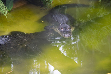 Obraz premium alligator