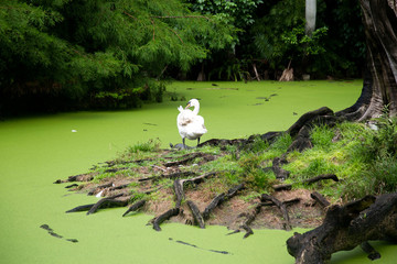 pond with a bird
