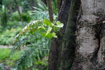 tree in forest