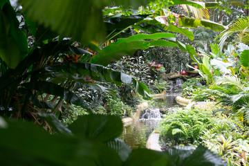 stream in forest