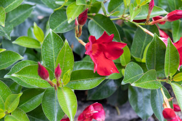 Hedera helix is an evergreen climbing plant