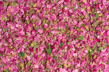 The collection and drying of flowers of rose hips. Background of pink flowers.