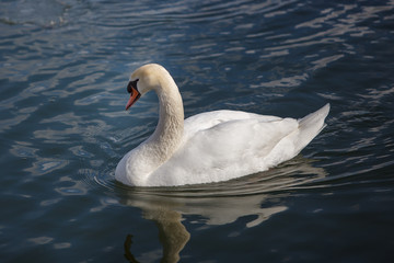Swan Swimming on a Winter Lake