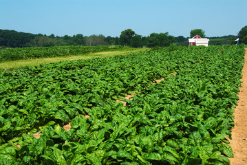 Organic Spinach Farm and a Red Barn