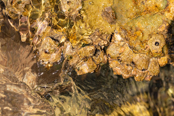 Balanus (Balanomorpha) is a genus of barnacles in the family Balanidae of the subphylum Crustacea.