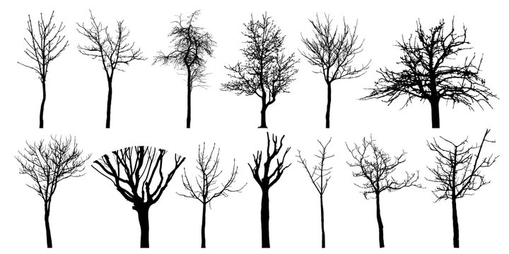 Bare different trees, set of silhouettes. Vector illustration.