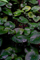 Beautiful Tropical Leaves in a garden