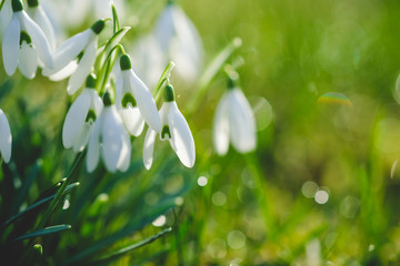 Schneeglöckchen auf einer Wiese 