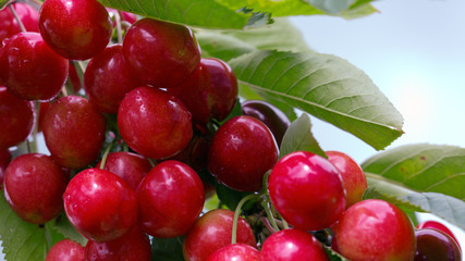 Macro shot on red cherries isolated on white.
