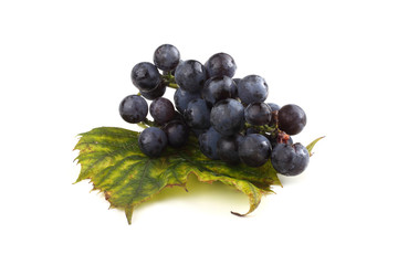 Black wine grape on autumn leaf