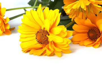 Yellow chamomiles isolated on white