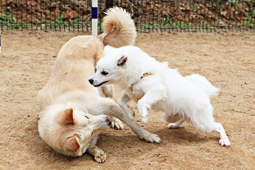 강아지들의놀이터입니다