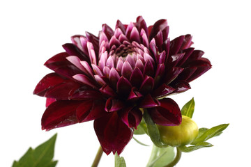 Growing bicolor dahlia