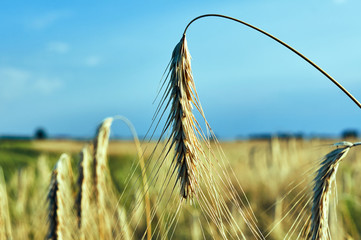 ear of rye and rural landscape in summer in Poland.