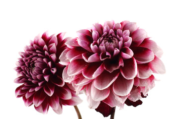Growing dahlia flowers © Alex Coan