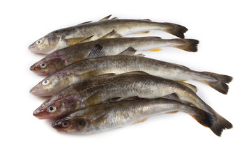 Saffron cod isolated on white