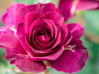 バラ rose 9