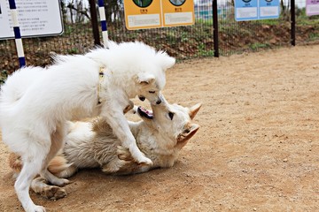 강아지들의놀이터입니다
