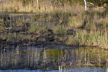 Bad Wurzacher Ried