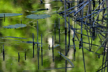 Bad Wurzacher Ried