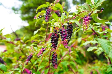 black berries on green branches