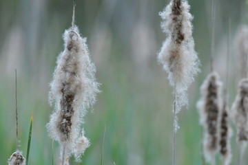 Binsen mit grün-grauem Hintergrund -Bad Wurzacher Ried