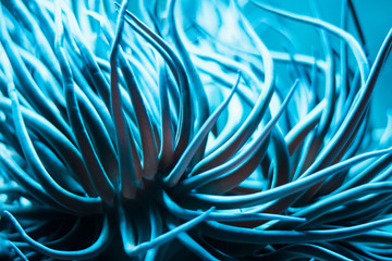 Closeup long tentacles of an underwater anemone sea plant. Dangerous poisonous underwater sea creature under blue teal light