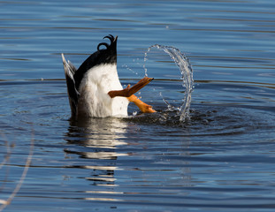 Mallard duck diving for food
