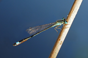 Blaue Libelle mit Eiern - Azurjungfer